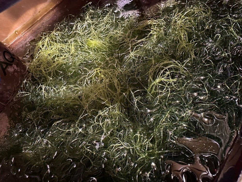 1 Cup of Chaetomorpha Macro Algae Chaeto nutrient Export