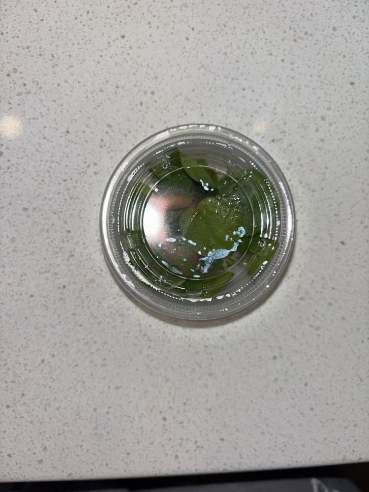 Beginner aquarium plant bundle