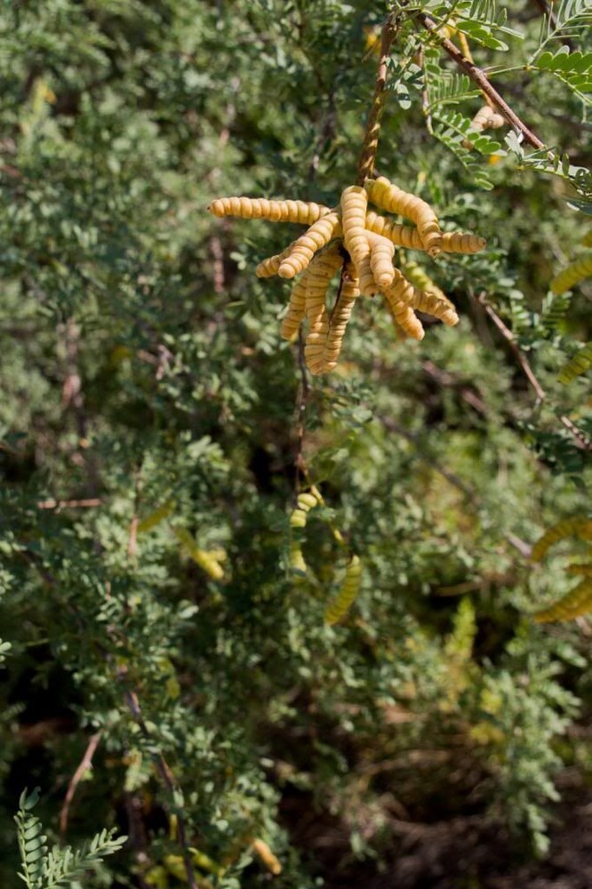 Prosopis pubescens SCREW BEAN MESQUITE TREE Seeds!