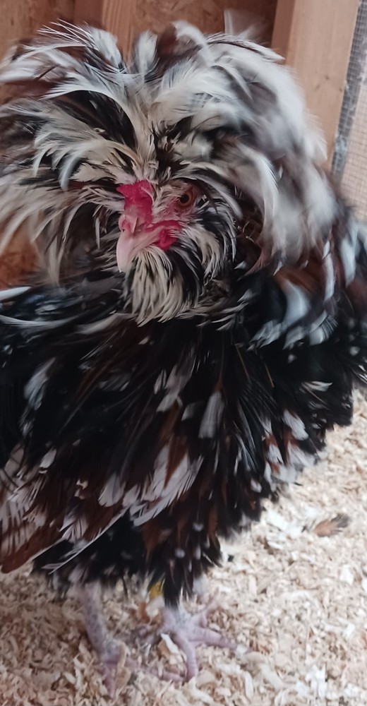 polish tolbunt hatching eggs