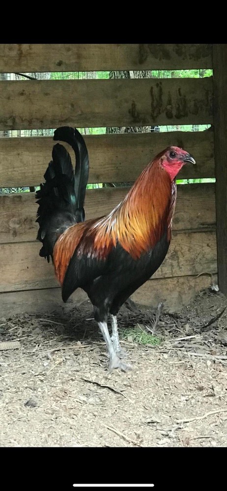 “Hatching Eggs”-for Sale Chicken