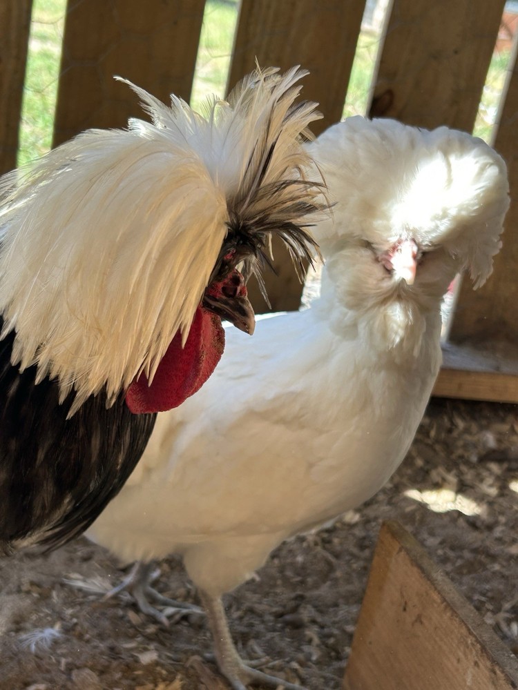 6 Polish Chicken White Crested Hatching Eggs