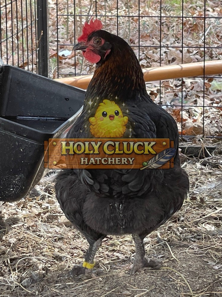 6+ Black Copper Marans Hatching Eggs