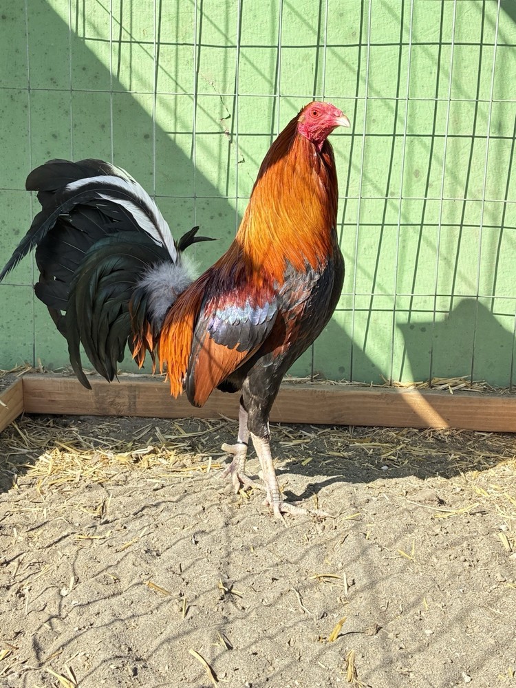 6+ Chicken Hatching Eggs