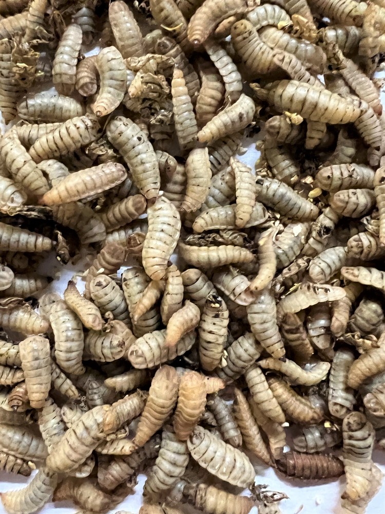Black Soldier Fly Larvae