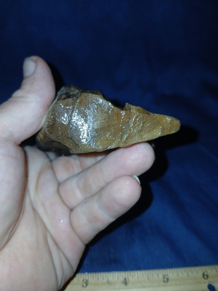 9 oz Texas Petrified Wood