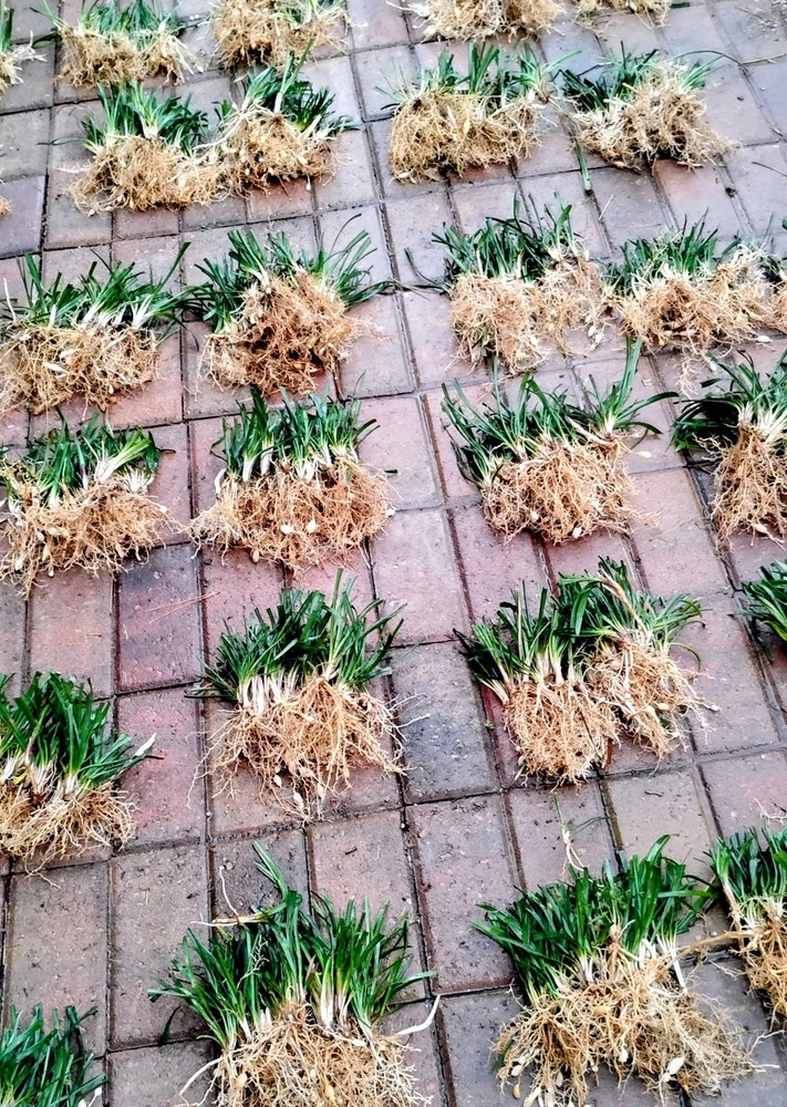 Monkey Grass, Big Blue, Clumping, Lirope 60 Bare Root Plants