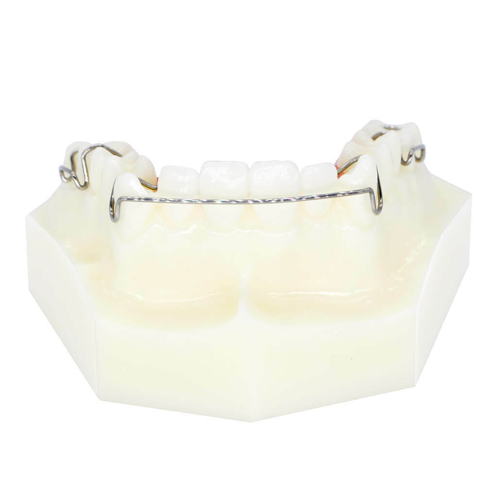 Dental Orthodontic Wearing Trainer Demonstration Plastic Model Teeth