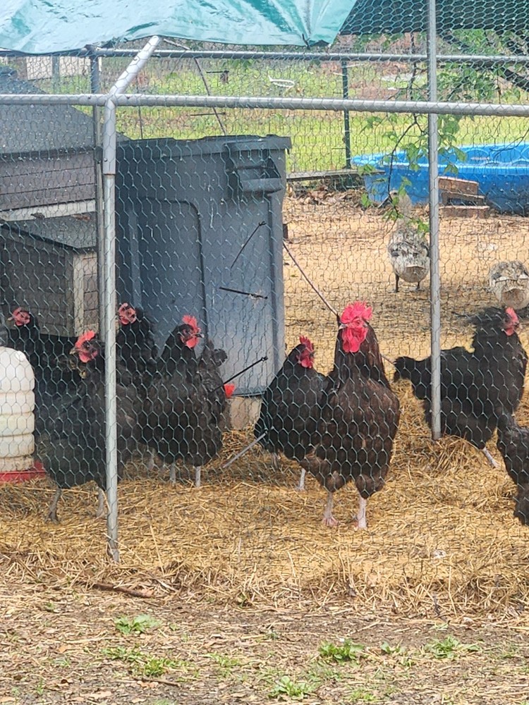 12 Black Austrolorp Hatching Eggs