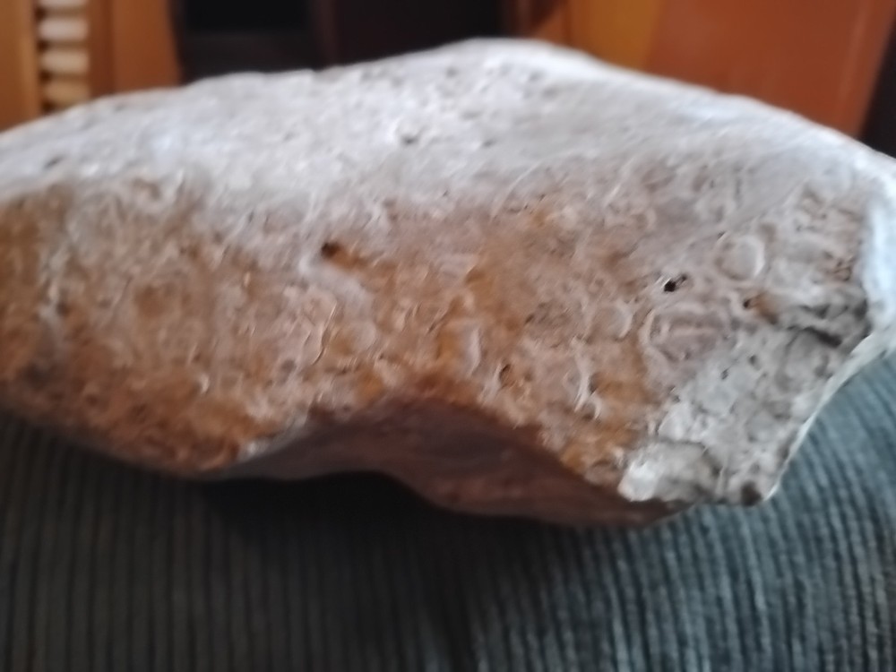 DEFINITELY A DINO BONE... DON'T KNOW WHICH ONE YET.. PLEASE HELP ME IDENTIFY IT.