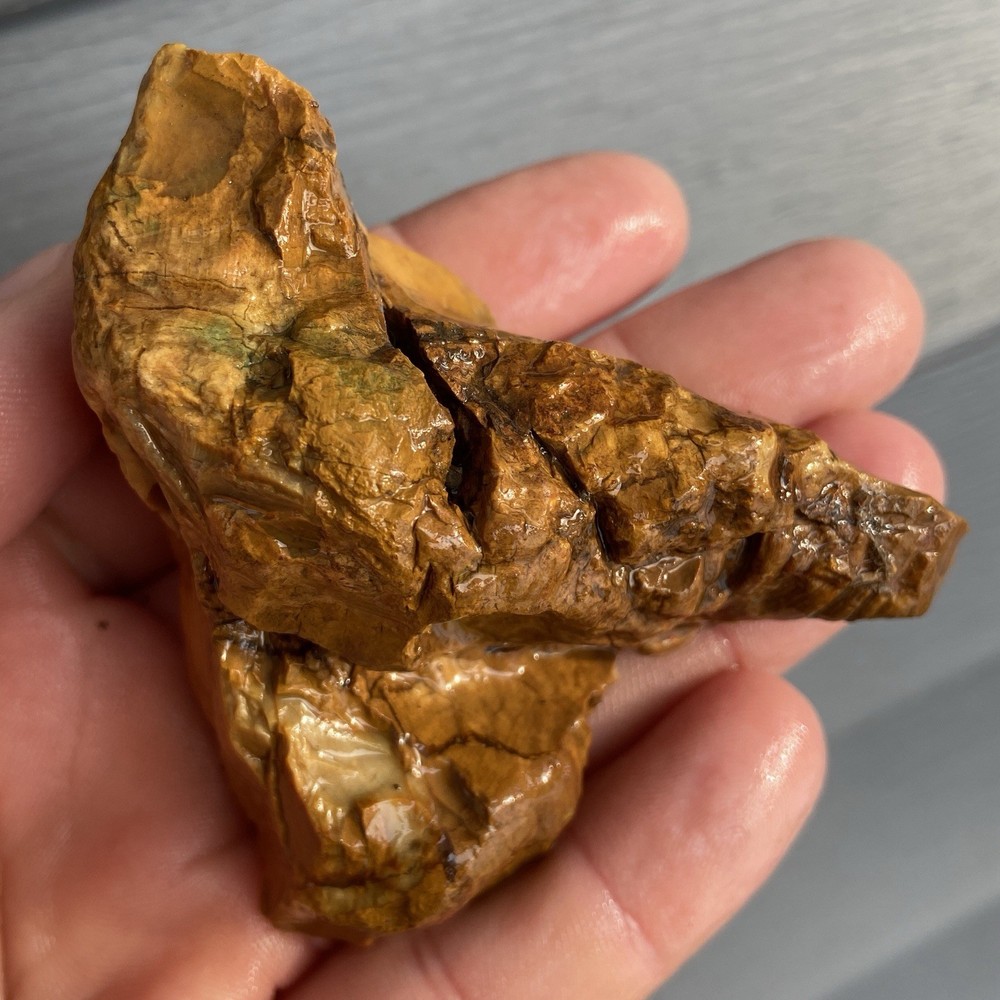 Custard Petrified Wood Rough 4.81 Oz