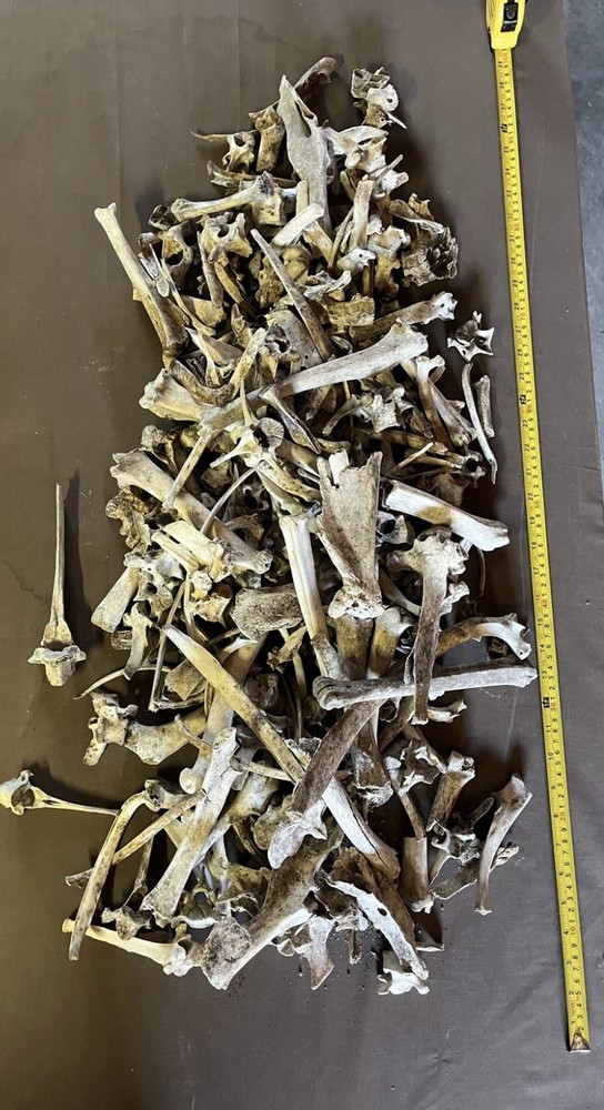 Real Deer/ Pig Animal Bones By The Pound