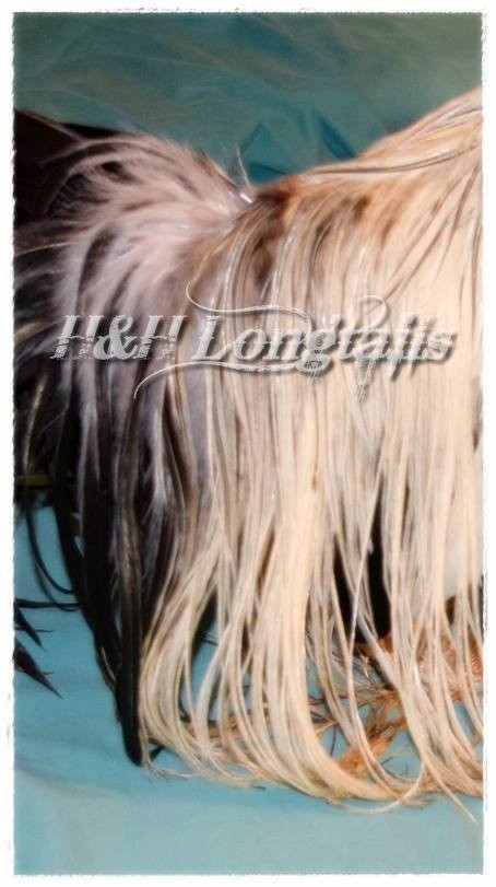 6+ Silver Phoenix longtail Chicken hatching eggs SHOW QUALITY