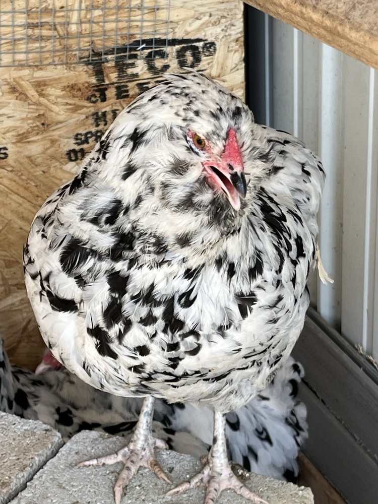 Ermine Americana Hatching Eggs