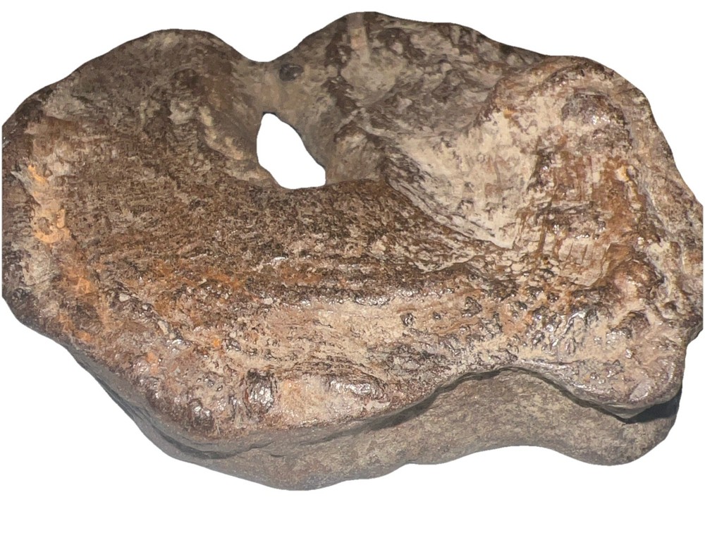 Natural hag stone 8.0 oz.