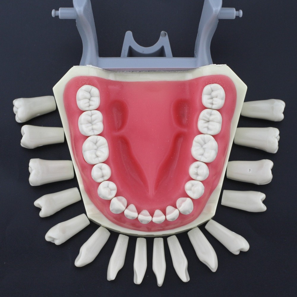 Columbia Dentoform 860 Type Dental Typodont Model & 32pcs Removable Teeth Kit