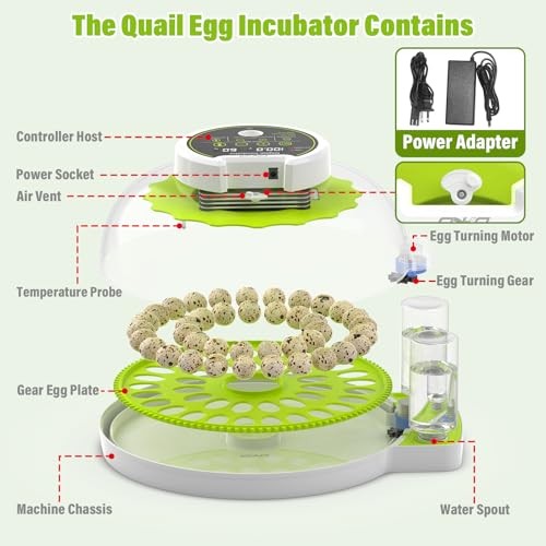 Quail Egg Incubator for Hatching Eggs with Automatic Egg Turning and Green