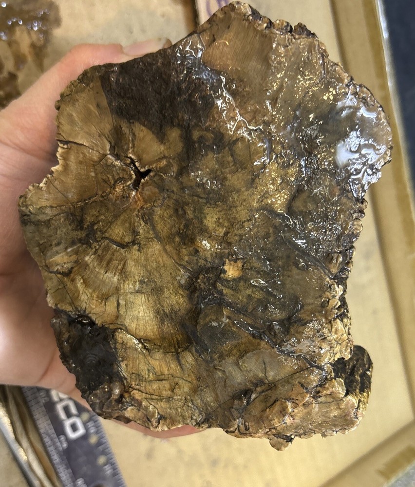 petrified wood Full Round