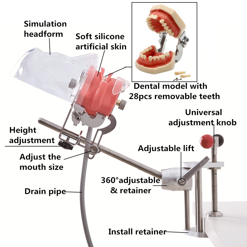 Dental Manual Manikin Simulator Phantom Head Model for Dentist Training Practice