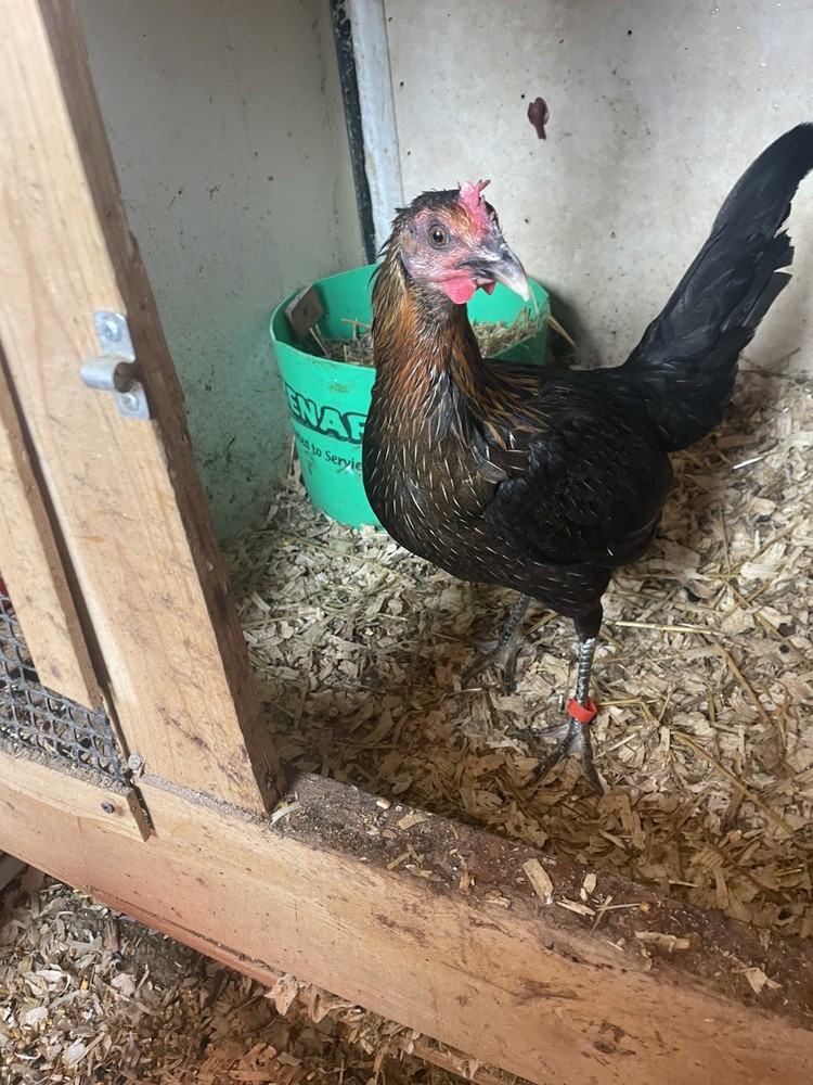 Chicken Hatching Eggs