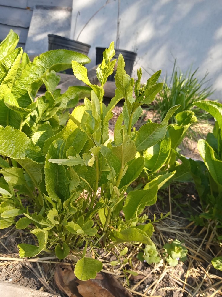 Horseradish root for planting