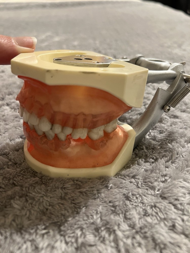 Periodontics Educational Dentoform!