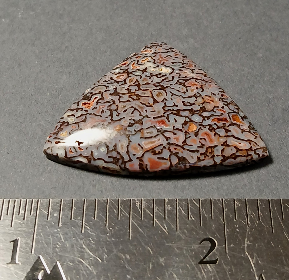 Dinosaur Bone Cabochon - Amazing Colors!