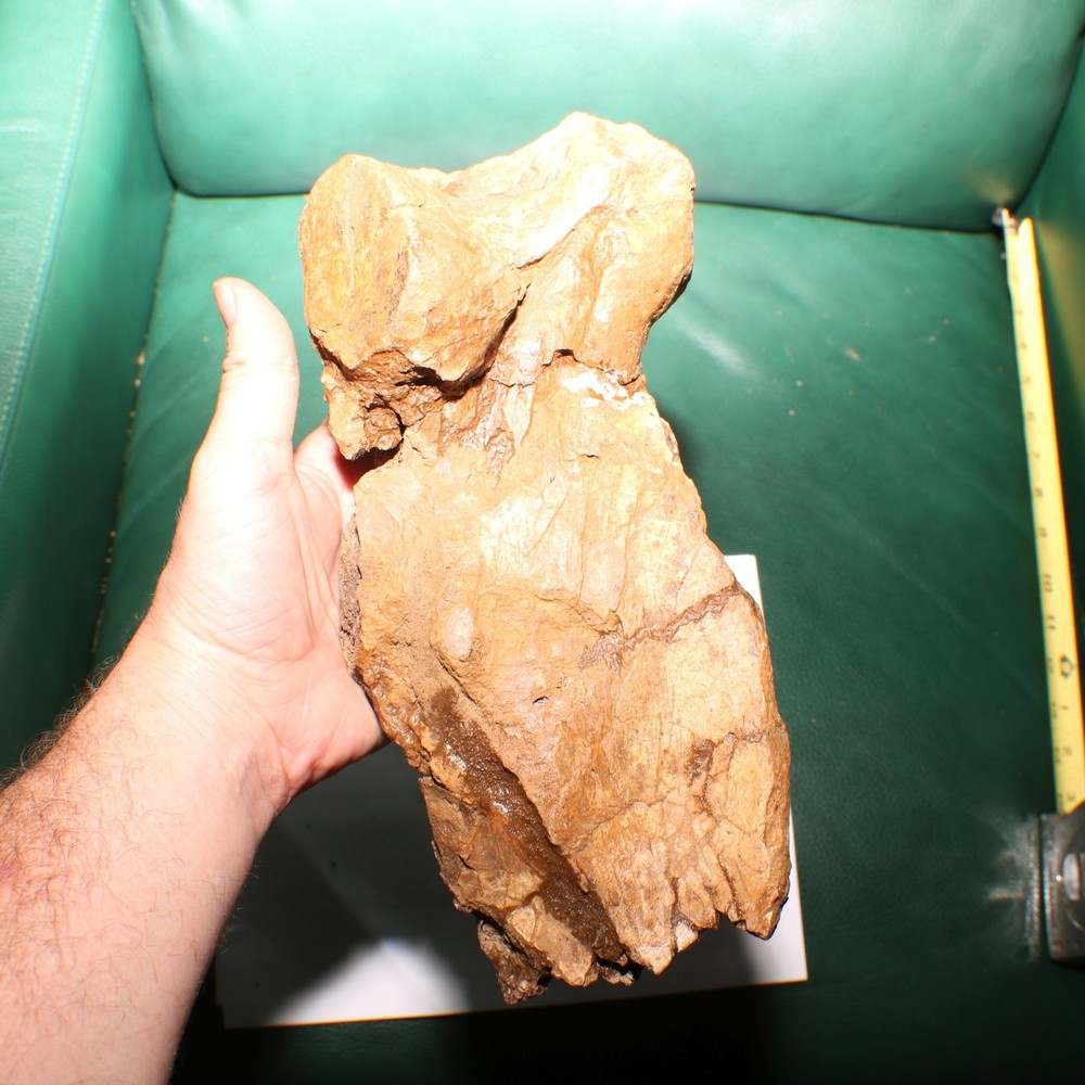 Triceratops Syncervical Vertebra Process Section Hell Creek Formation Cretaceous