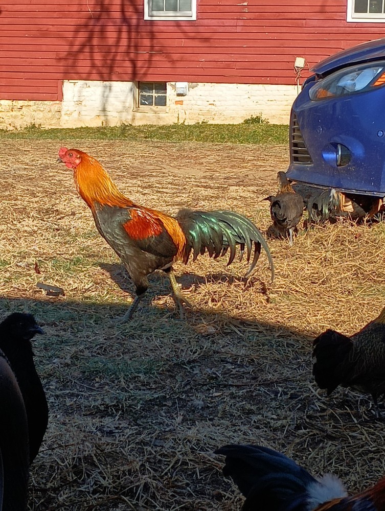 6+ Fertile Hatching Eggs