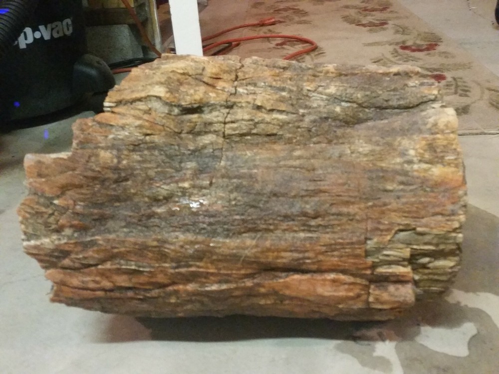 Petrified Jurassic Conifer Round