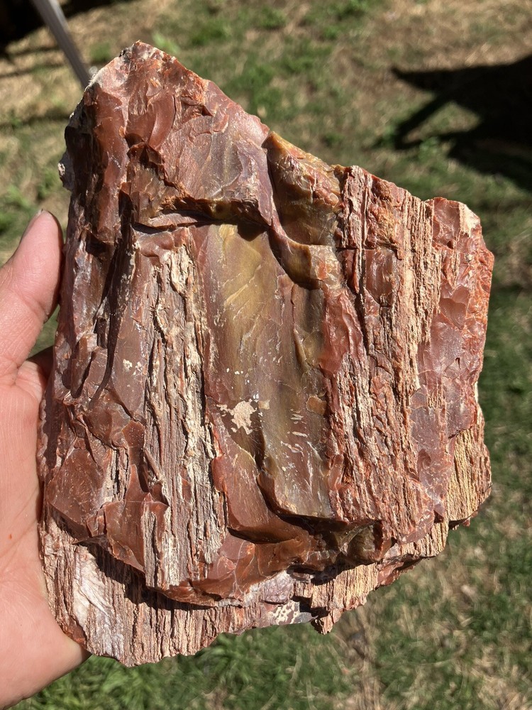 Arizona Petrified Wood