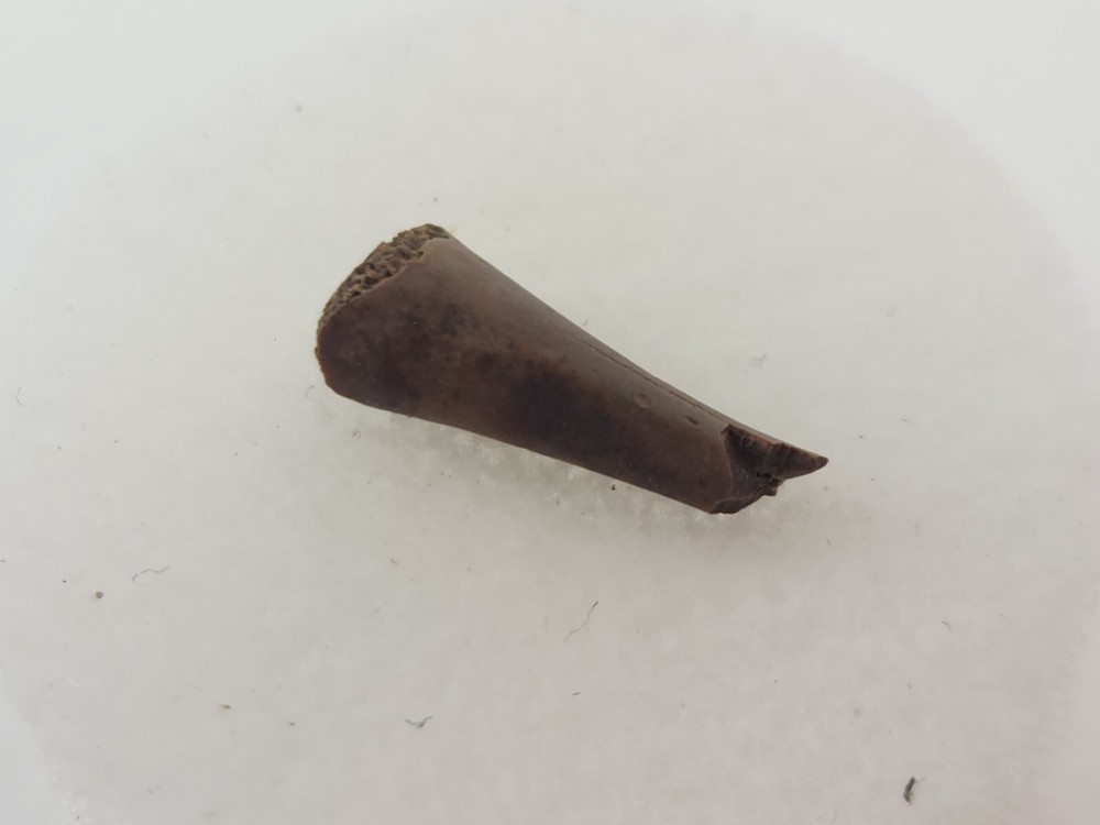 Lance Formation Micro Fossil Pack - Perfect for Teaching / Education - 70 Pieces