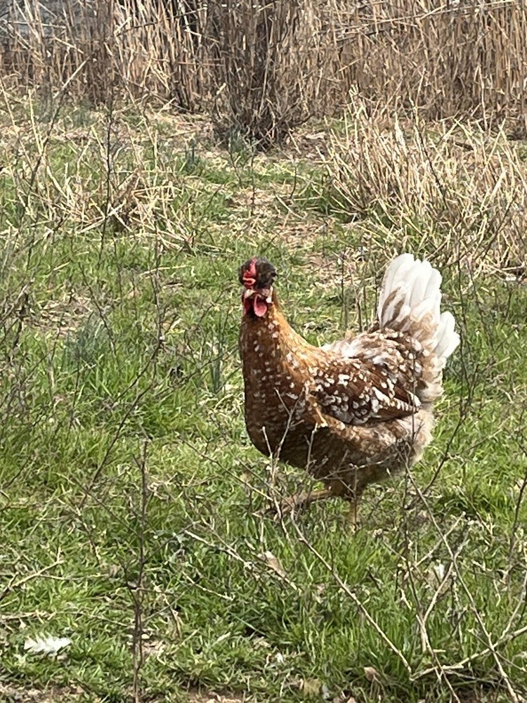 Swedish Flower Hatching Eggs NPIP 6+