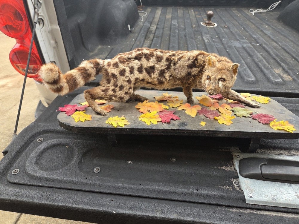 Genet Oddities Taxidermy
