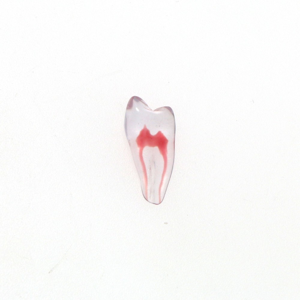 Dental Resin Endo Root Canal Teeth Model Practice Block RCT Pulp Cavity Study
