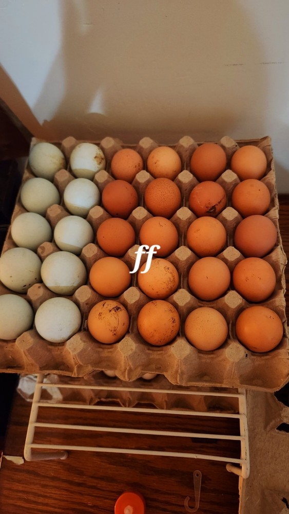 18 Nacked Neck Chicken Hatching Eggs