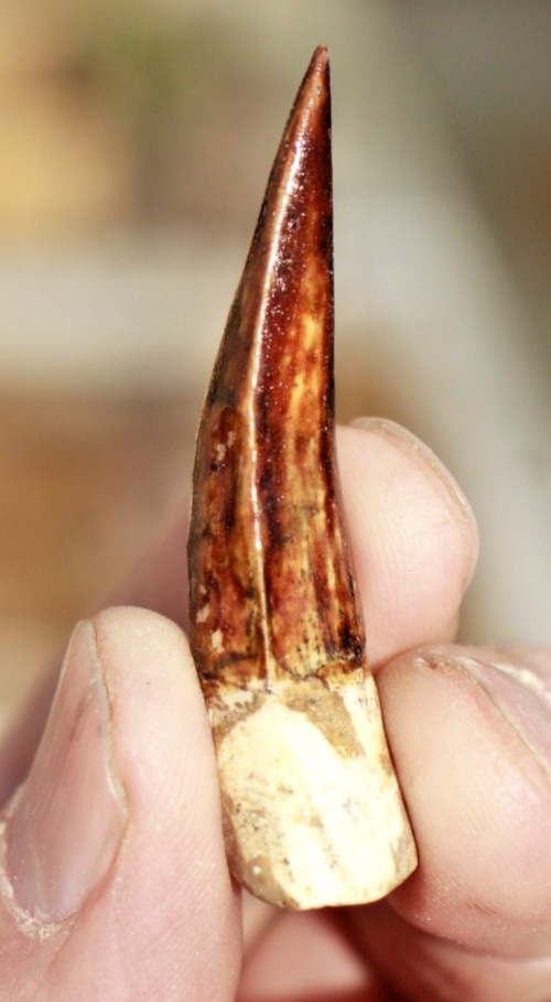 Authentic 1.75" Spinosaurus Tooth in Riker Mount
