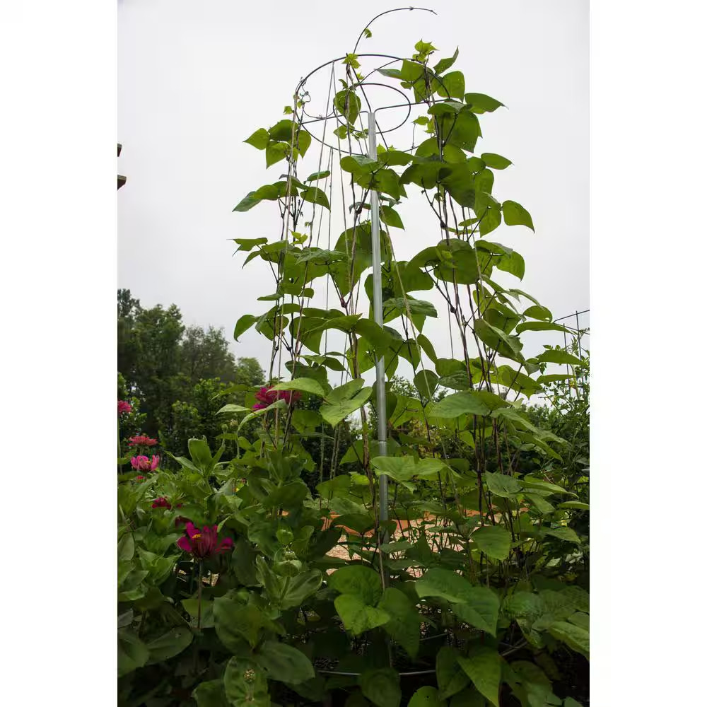 6 Ft. T Bean Growing Tower