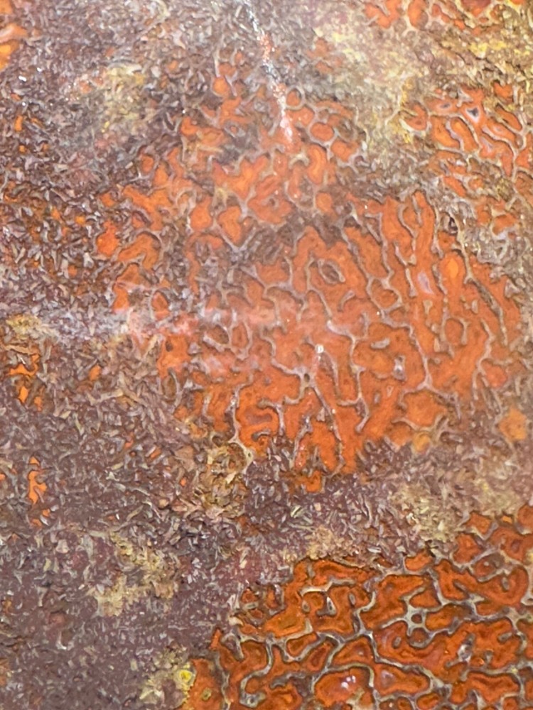 Dinosaur gem bone rough **hxtled large slab.