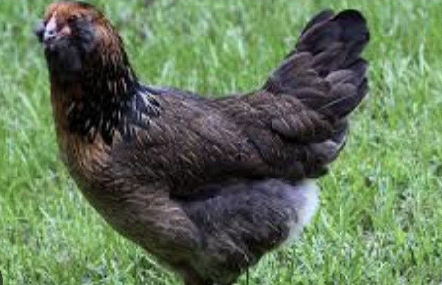 Ships Free 12 Beautiful Multi- Colored Easter Eggers Hatching Eggs NPIP