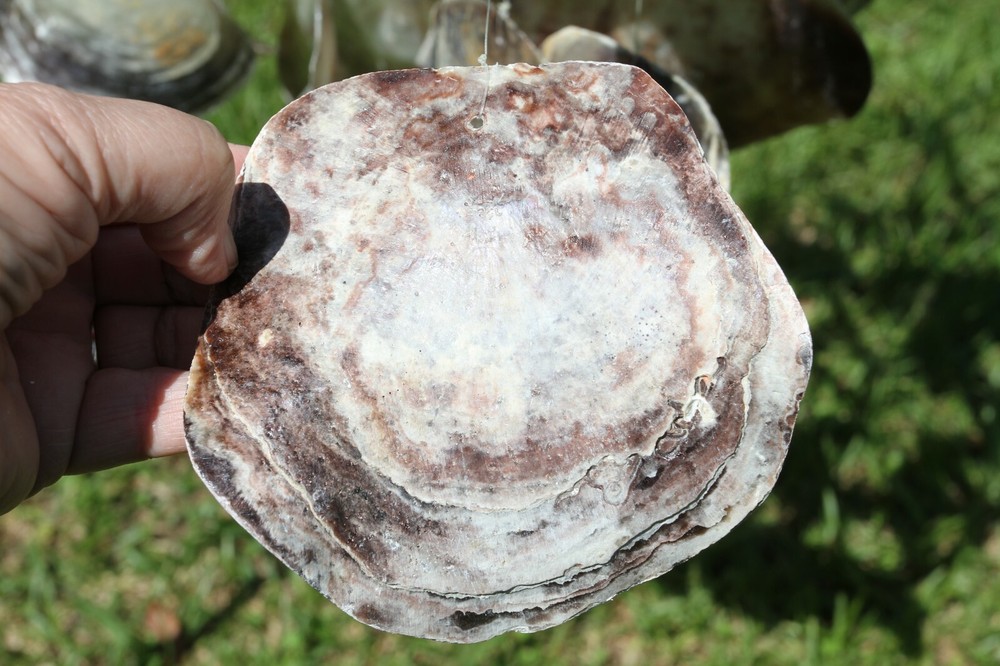 WINDCHIME,Large Seashell Windchime,beach decor,seashells,Beach Decor, gift G-37
