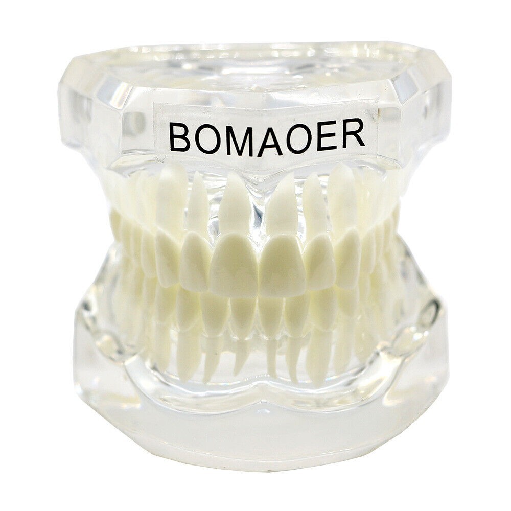 1×Yellow Transparent Plastic Study Teeth Model Demonstrate Comprehensive Repair