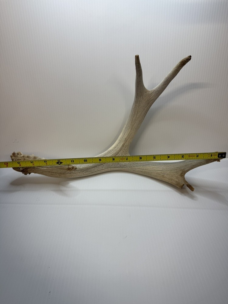 2 Animal Antlers Unknown Animal