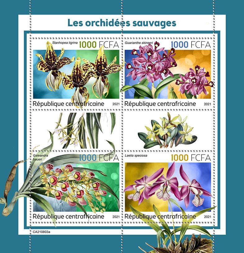Wild orchids