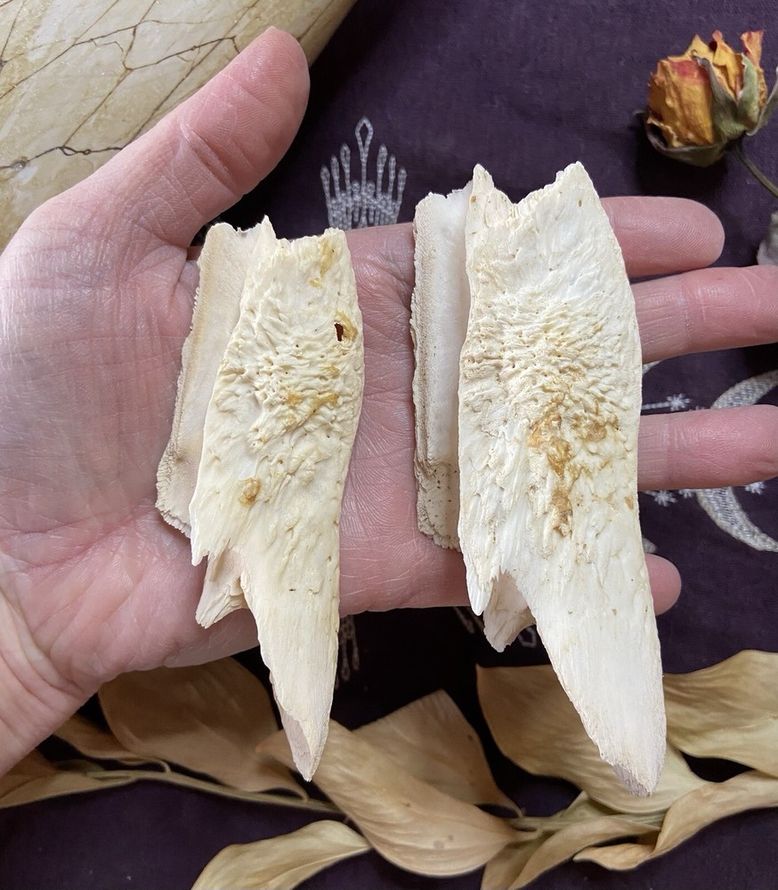 One Ethically Sourced Alligator Maxilla Bone Half, Upper Jaw Bone, Real Bone