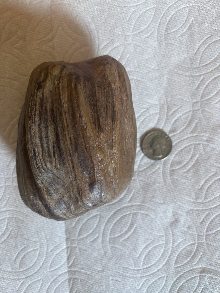 Petrified Wood