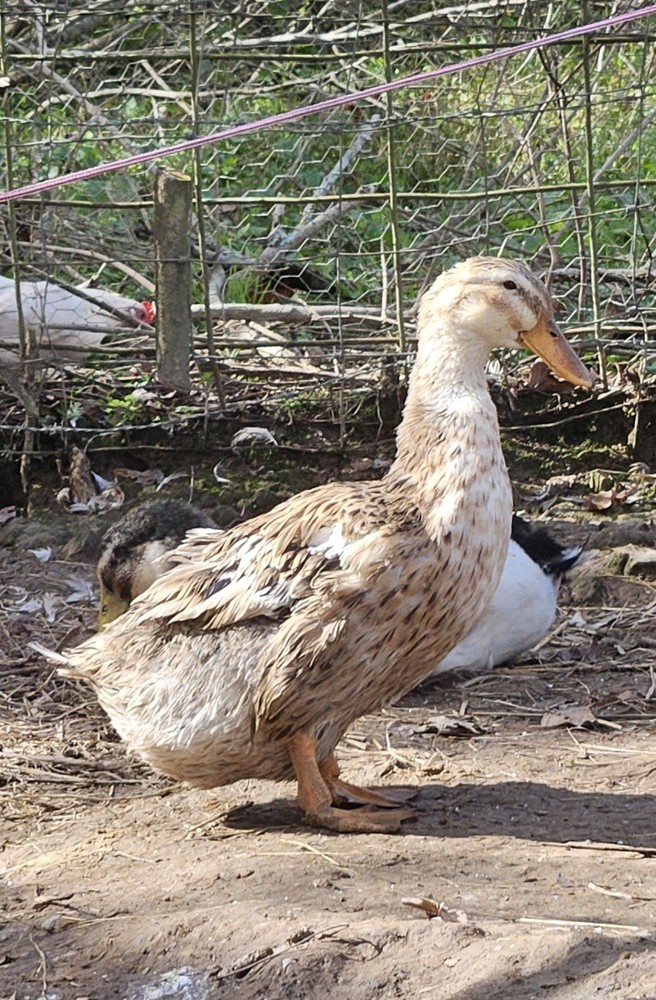 6 Silver Appleyard Duck Hatching Eggs