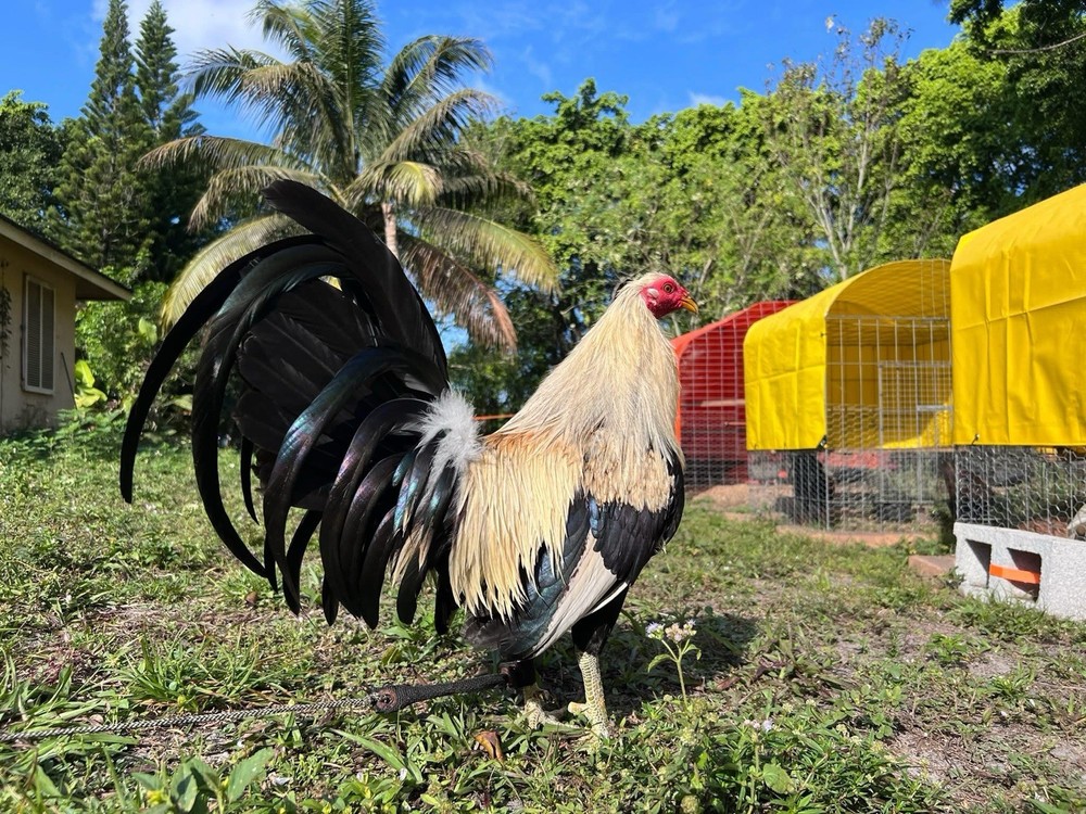 12 Plus Variety Hatching Eggs