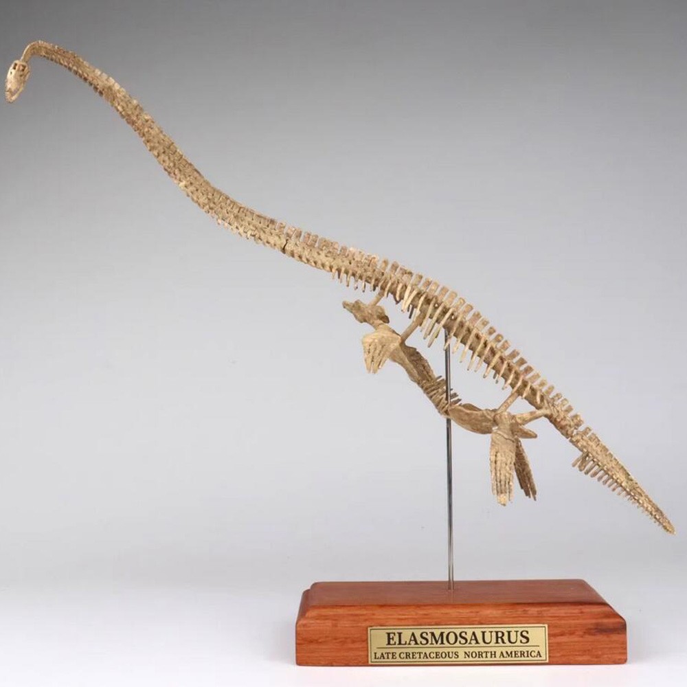 Elasmosaurus Skull Dinosaur Statue Skeleton Model Animal Model Display