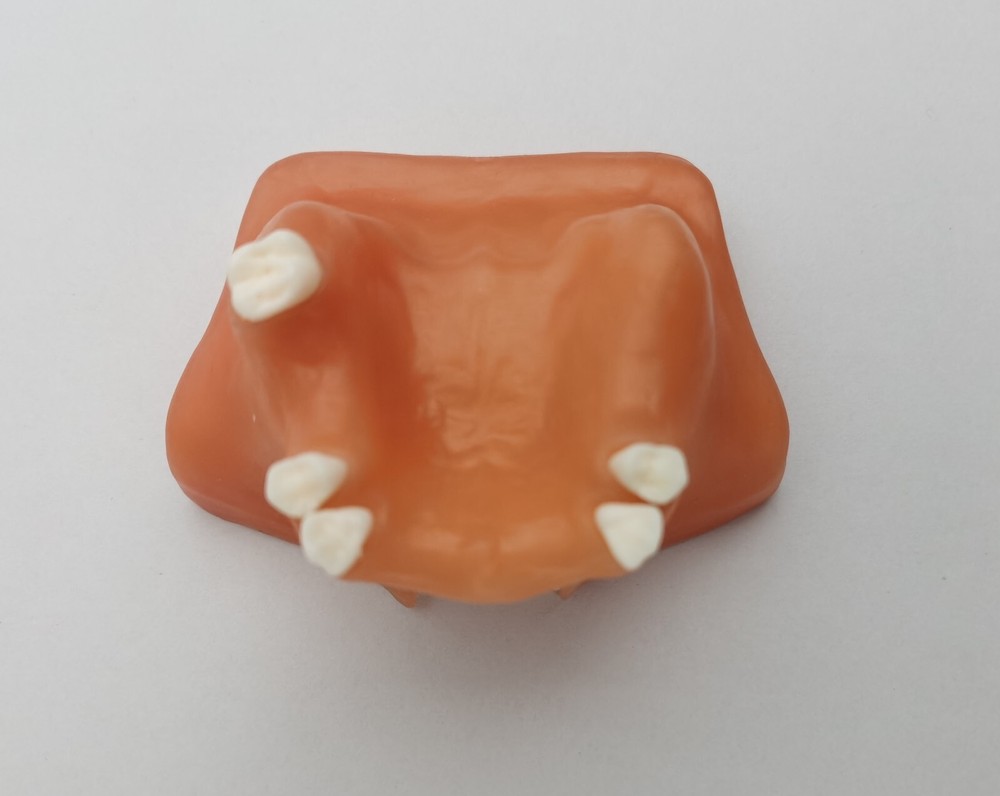 Dental Maxillary Sinus Lift Model Typodont Practice Model Show